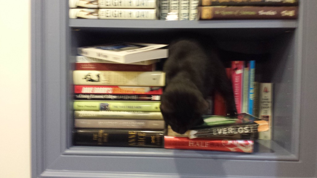 Luna in the bookshelves